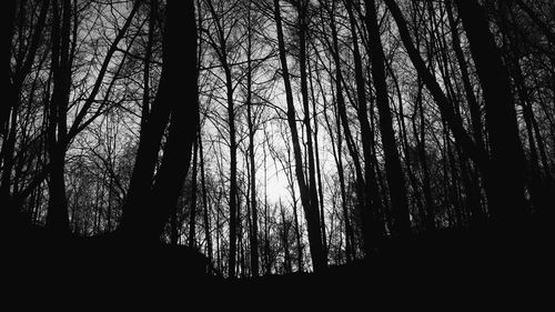 Silhouette of bare trees in forest