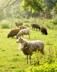Sheep grazing in a field