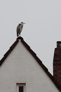 Low angle view of bird perching on building against sky