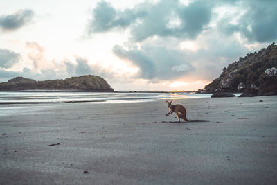 Kangaroo at beach against cloudy sky during sunrise