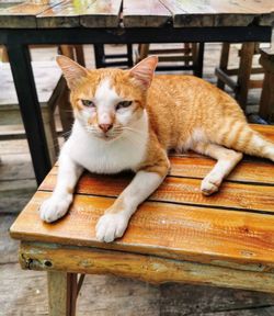 Portrait of cat sitting on bench