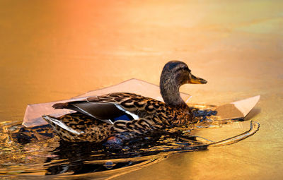 Side view of a mallard duck