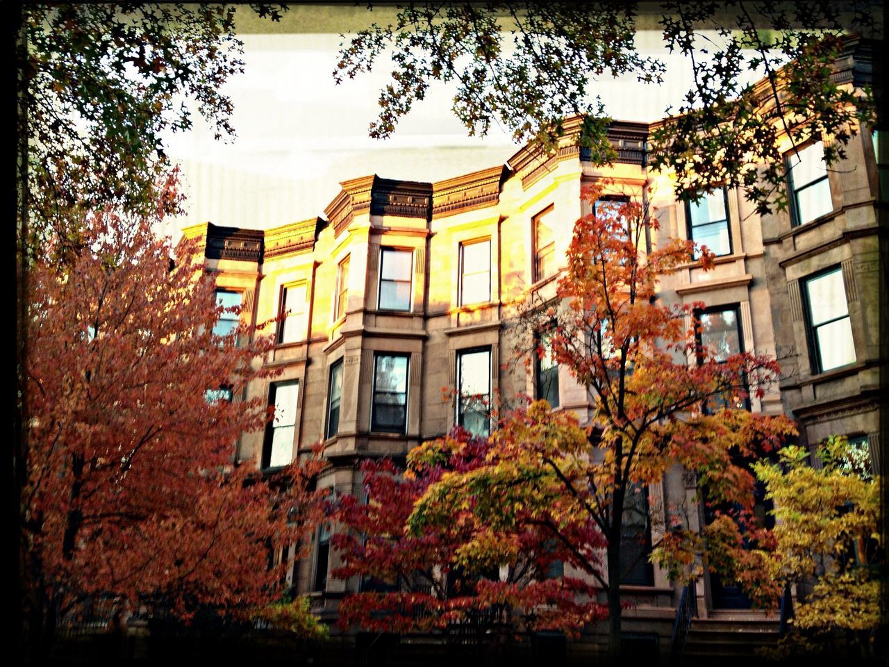 building exterior, architecture, built structure, transfer print, tree, window, auto post production filter, residential building, residential structure, house, building, city, low angle view, branch, sky, growth, facade, day, outdoors, no people