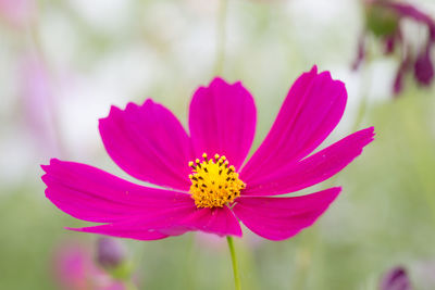 Close-up of pink cosmos flower