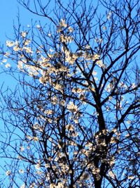 Low angle view of flowering tree against blue sky