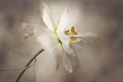 Close-up of white flower