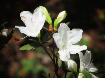 Close-up of white roses blooming outdoors