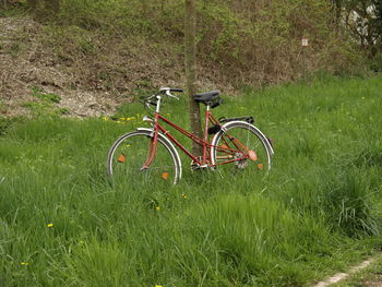 Plants growing on grassy field