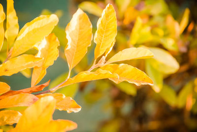 Close-up of yellow leaves on plant during autumn