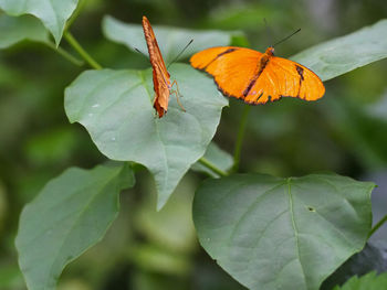 Close-up of butterfly on leaves