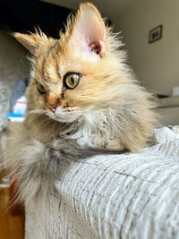 pet