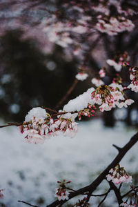 Close-up of pink cherry blossoms in spring