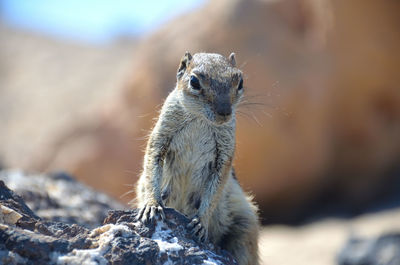 Close-up of squirrel on rock