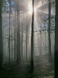 Sunlight streaming through trees in forest