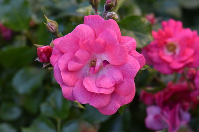 Close-up of pink rose