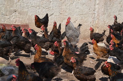 High angle view of chickens  on the wall