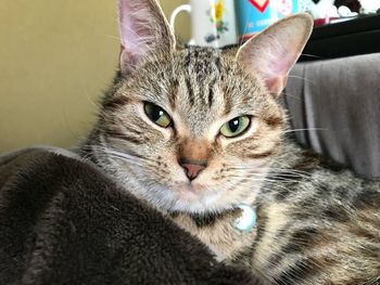 Close-up portrait of cat