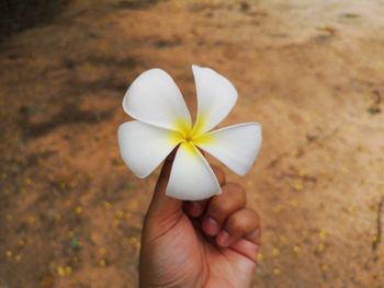 Close-up of hand holding white rose