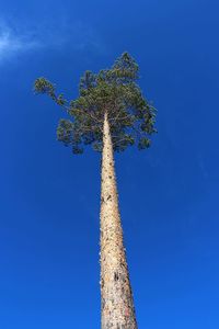 Low angle view of tree against clear blue sky