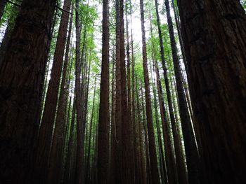 Low angle view of bamboo trees in forest