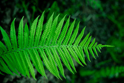 Close-up of fern leaves