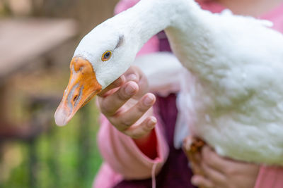 White geese attuned to people. and the farmer woman was holding and touching the goose's chin.