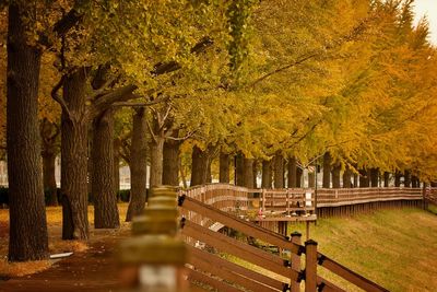 Footpath amidst trees in park during autumn