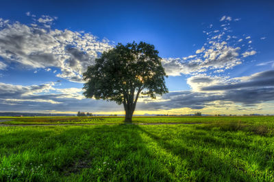 Tree on field against sky