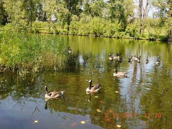 Ducks swimming in lake