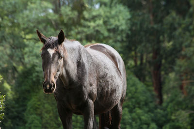 Close-up of a horse