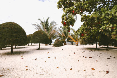 Trees on beach against sky