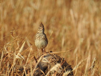 Portrait of bird on land