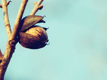 Low angle view of fruits on tree against clear sky