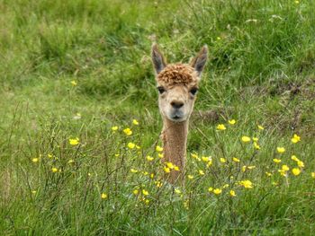Deer standing on grassy field