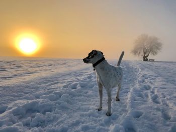 Dog on snow covered field during sunset