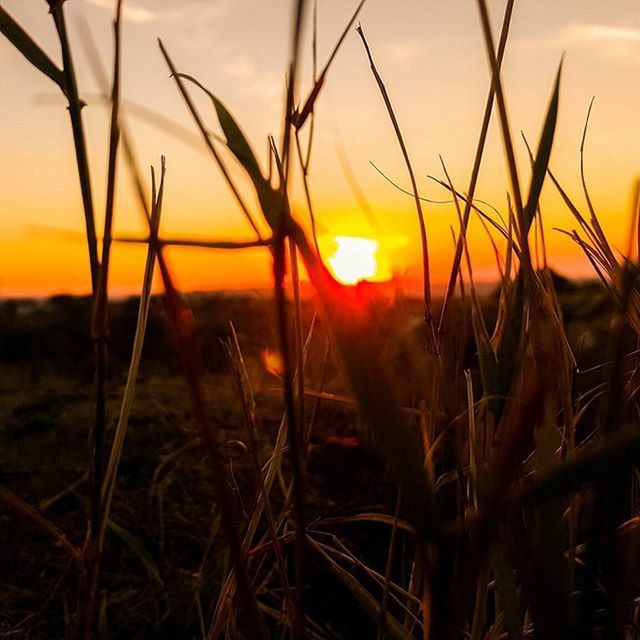 sunset, sun, orange color, beauty in nature, scenics, tranquility, nature, tranquil scene, plant, growth, sky, idyllic, field, sunlight, focus on foreground, grass, landscape, close-up, silhouette, outdoors