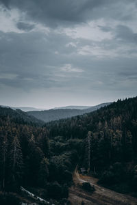 Scenic view of forest against sky