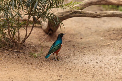 Bird on branch