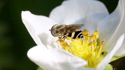 Close-up of bee on yellow flower