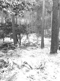 Trees on landscape