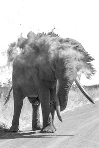 Full length of elephant standing on field against sky