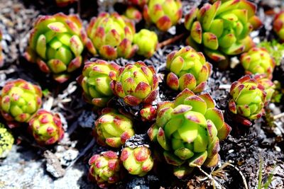 High angle view of fruits growing on plant