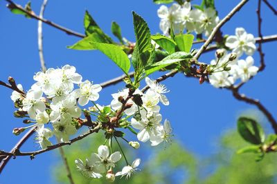 Close-up of insect on cherry blossoms against blue sky