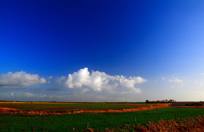 Scenic view of agricultural field against blue sky