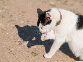 High angle view of a cat