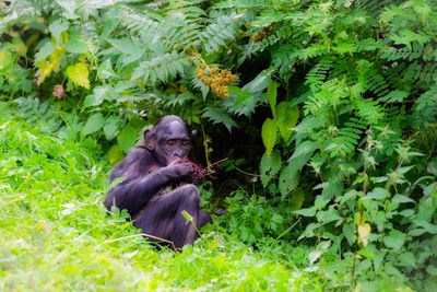 Monkey sitting on the ground