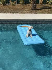 Dog on inflatable over swimming pool