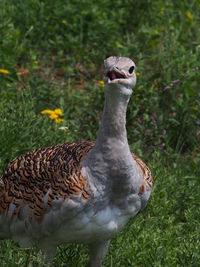 Close-up of duck on field