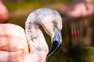 Close-up of bird in lake