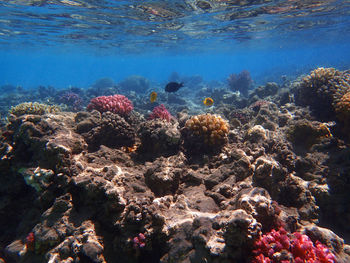 View of coral in sea